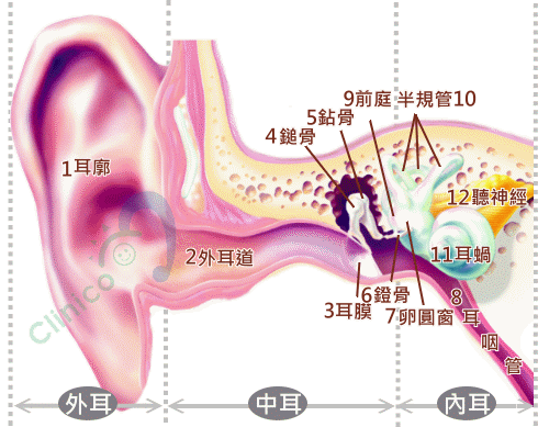 耳朵的生理构造、耳部结构图
