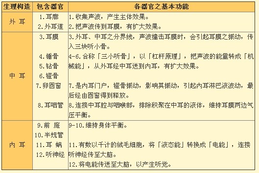耳朵的构造及各器官的基本功能