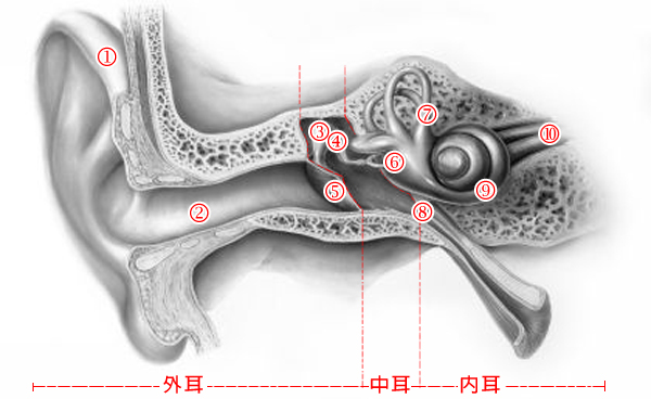 耳部结构图